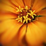 Orange Zinnia with petals blurred