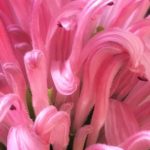 Abstract picture of pink flower petals.