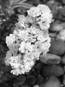 Cluster of flowers in black and white
