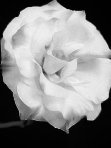 Black and white picture of a single flower