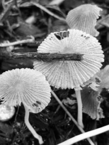 Black and white picture of mushroom with a twig across the top