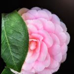 Pink camellia with leaf folded over it.