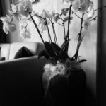 Black and white indoor picture of orchids