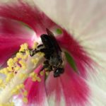 Hibiscus stamen with bee