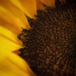 Macro of a sunflower