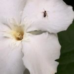 White flower with ant on petal.