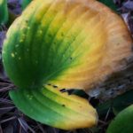 Green and yellow hosta leaf damaged by frost.