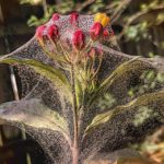 Milkweed covered in spider mite web
