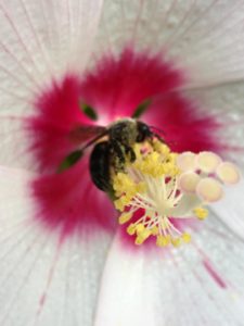 Macro of a bee collecting pollen
