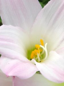 Macro of pink and white lily