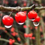 Red berries with water drops