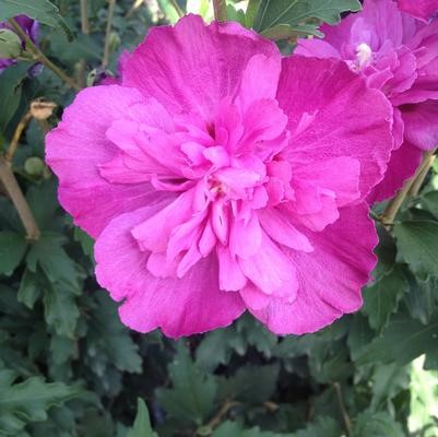 Not Just Another Rose of Sharon - Montgomery County Master Gardeners