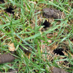 Aeration plugs in grass