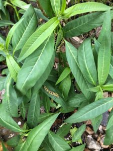 Monarch Caterpillars on Tropical Milkweed in the Bog