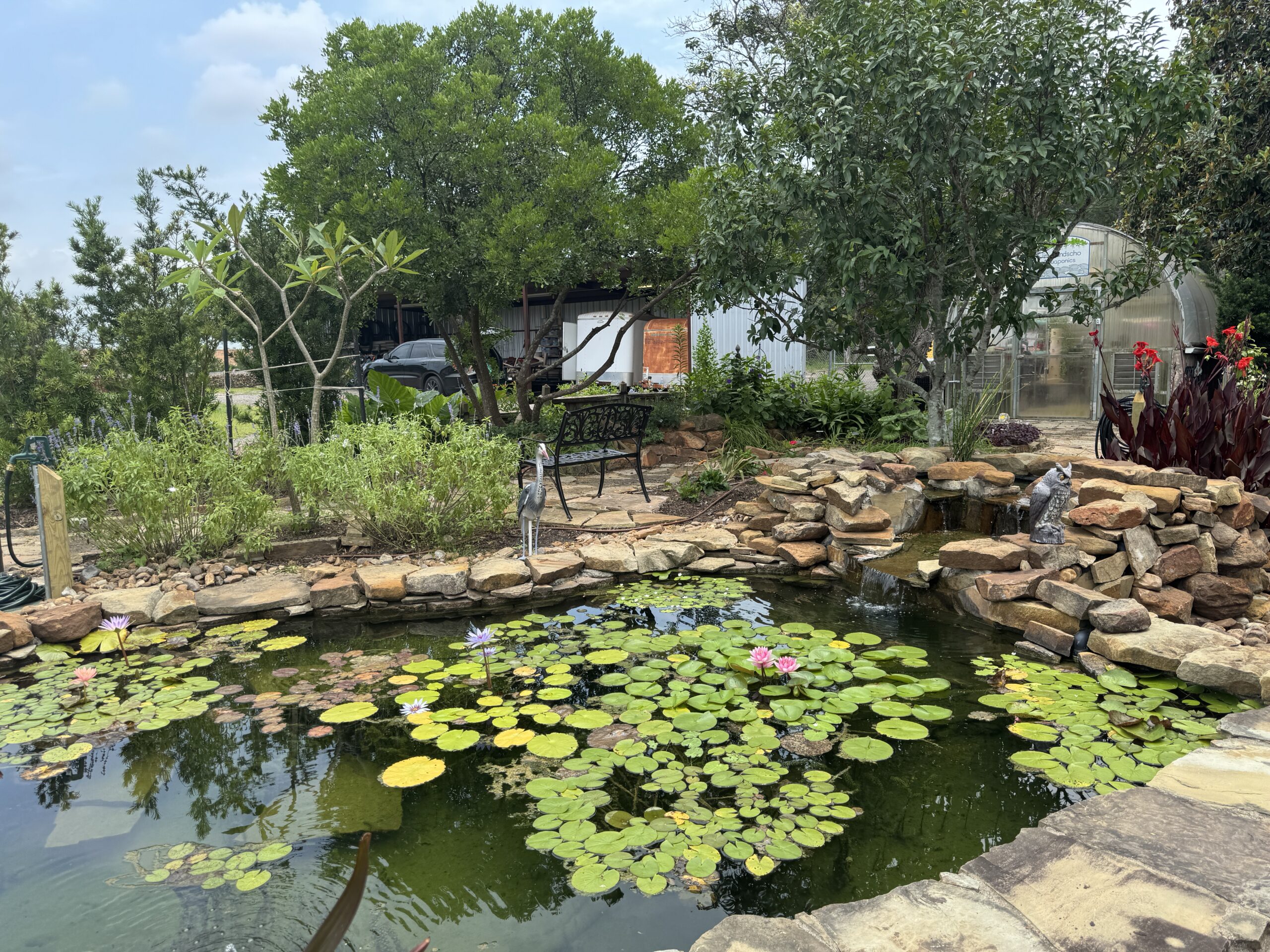 Bog – pond
