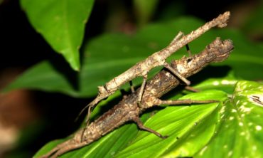 Walkingstick Insect