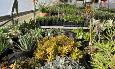 Succulents in Greenhouse